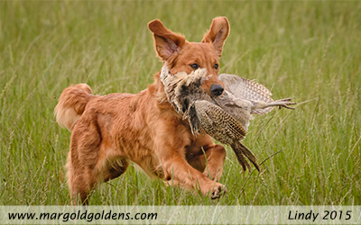 Lindy Field Training