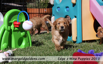 Puppy Outdoor Playpen