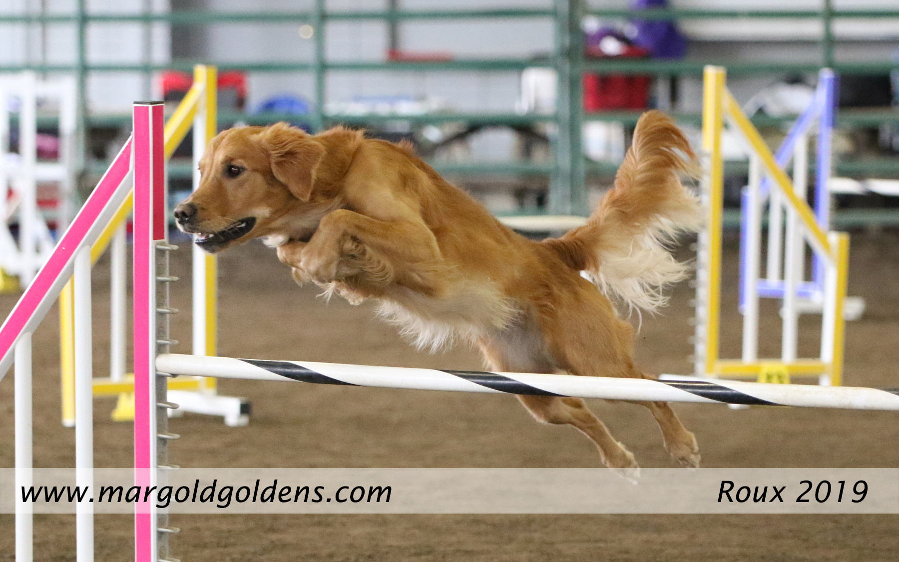 golden retriever agility